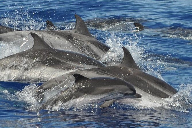 Dolphin and Whale Cruise in Puerto Rico, Gran Canaria - Leaving from Puerto Rico at 10:30 or 1:30