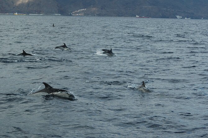 Dolphin and Whale Sailing Tour in Los Gigantes - Setting out from Puerto Deportivo in Los Gigantes