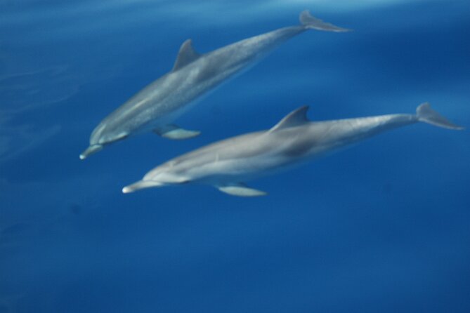 Dolphin and Whale Sailing Tour in Los Gigantes - How the captains shape the experience
