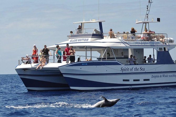 Dolphin and Whales watching cruise from Puerto Rico de Gran Canaria - Key points at a glance