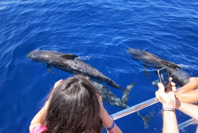 Dolphin and Whales watching cruise from Puerto Rico de Gran Canaria - Setting out from Puerto Rico at 10:30 or 1:30