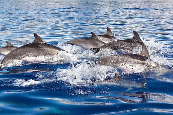 Dolphin and Whales watching cruise from Puerto Rico de Gran Canaria - Searching the southwest coast for dolphins and whales