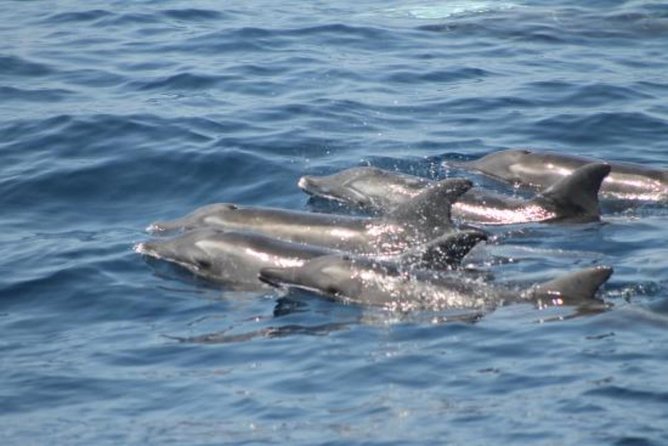 Dolphin and Whales watching cruise from Puerto Rico de Gran Canaria - What happens when no animals appear