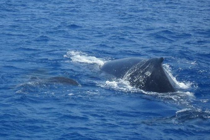 Dolphin and Whales watching cruise from Puerto Rico de Gran Canaria - Sea conditions, seasickness, and family comfort