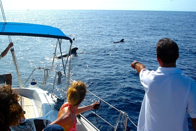 Dolphin and Whales watching cruise from Puerto Rico de Gran Canaria - Crew service and onboard information