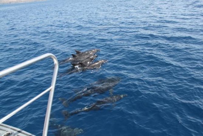 Dolphin and Whales watching cruise from Puerto Rico de Gran Canaria - Is the $50.46 price good value?