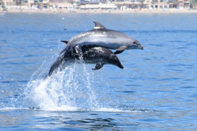 Dolphin Sightseeing Boat Tour from Benalmadena - Setting out from Benalmádena Marina