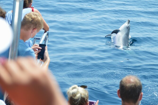 Dolphin Sightseeing Boat Tour from Benalmadena - Is $22.93 good value?