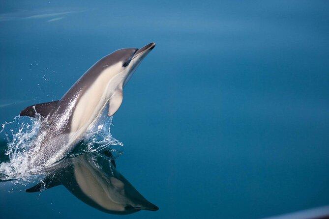 Dolphin Watching Adventure in Estepona Bay - Key points before you book