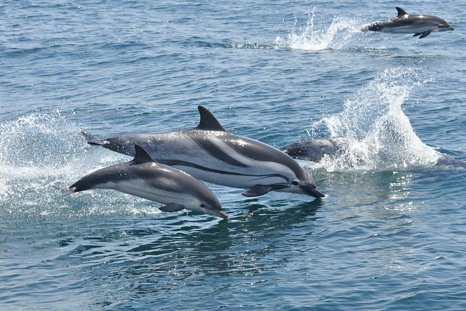 Dolphin Watching Excursion in Gibraltar - What the marine biologist adds