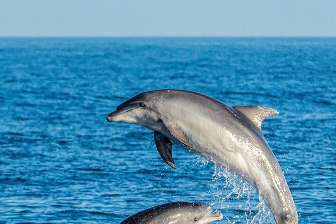 Dolphin Watching Excursion in Gibraltar - Views beyond the dolphins