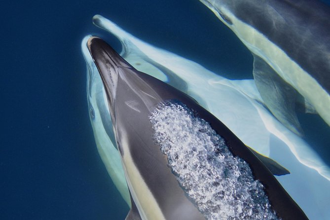 Dolphin Watching Excursion in Gibraltar - Boat space, seating, and the best departure time