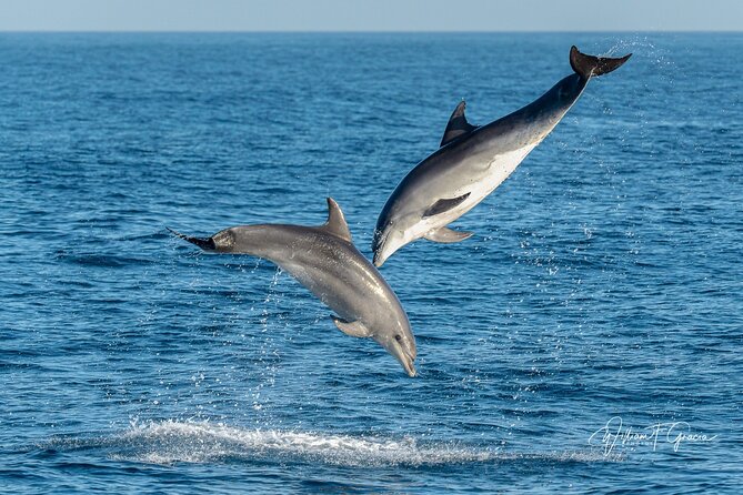 Dolphin Watching Excursion in Gibraltar - Is $38.83 good value?