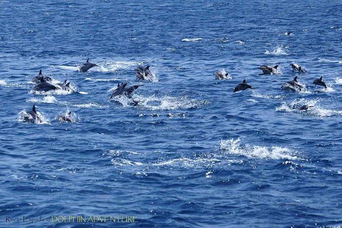 Dolphin Watching Excursion in Gibraltar - Searching the Strait for wild pods