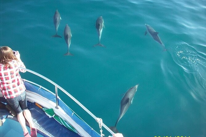 Dolphin Watching in Gibraltar Dolphin Safari V.I.P - Key points to know before sailing