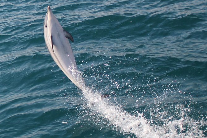 Dolphin Watching in Gibraltar Dolphin Safari V.I.P - Spain, Morocco, and the Rock from the water