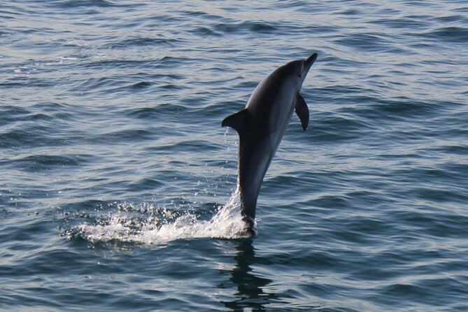 Dolphin Watching in Gibraltar Dolphin Safari V.I.P - Comfort, motion, and seasickness