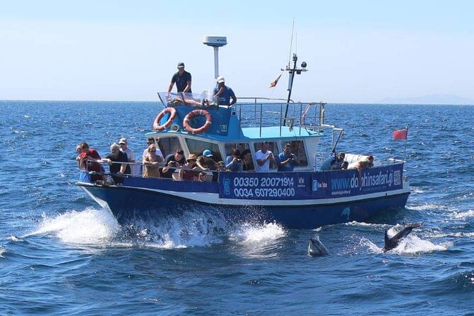 Dolphin Watching in Gibraltar Dolphin Safari V.I.P - Is $34 good value for one hour?