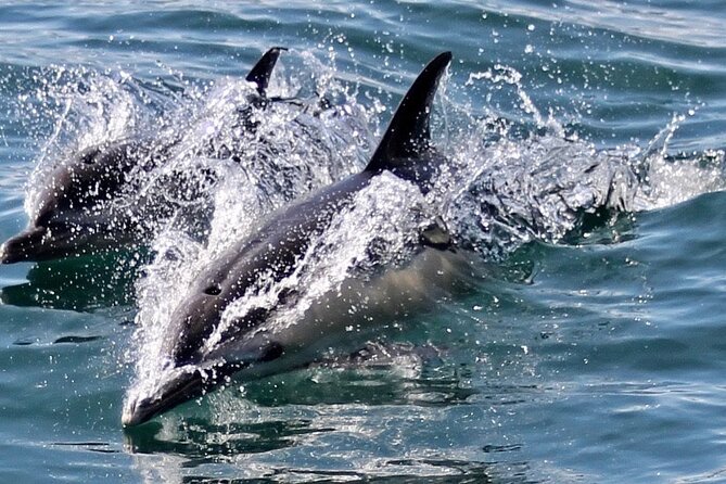 Dolphin Watching in Gibraltar Dolphin Safari V.I.P - Weather, cancellations, and the sighting promise