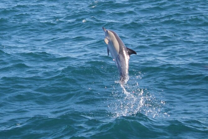 Dolphin Watching in Gibraltar Dolphin Safari V.I.P - Finding dolphins in open water