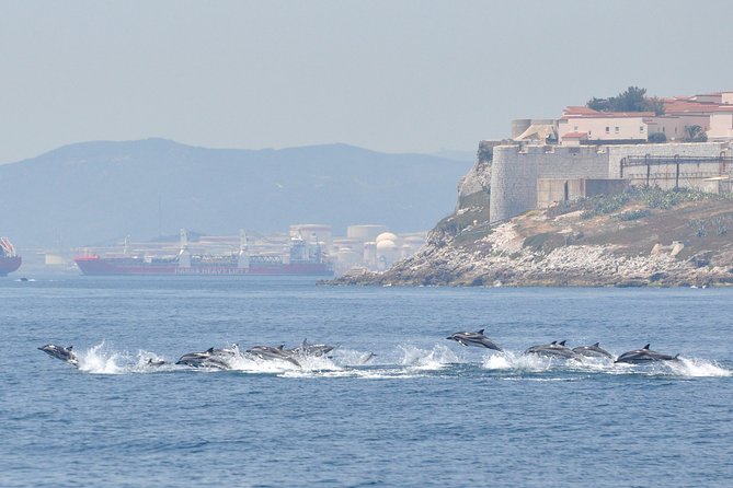 Dolphin Watching in Gibraltar & Fast Track Priority Cable Car - The morning begins at Marina Bay