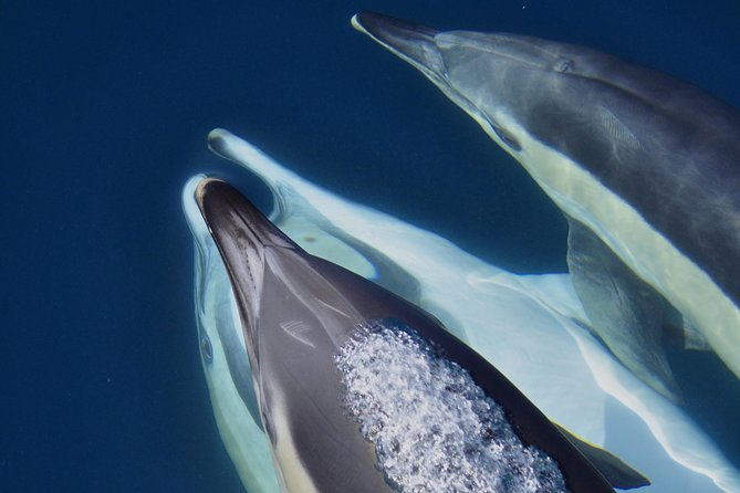 Dolphin Watching in Gibraltar & Fast Track Priority Cable Car - Bay of Gibraltar views, with Spain and Morocco beyond