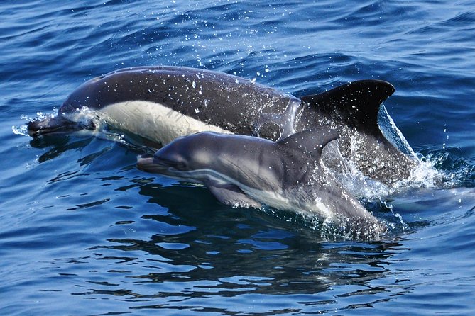 Dolphin Watching in Gibraltar & Fast Track Priority Cable Car - From the marina to the Rock