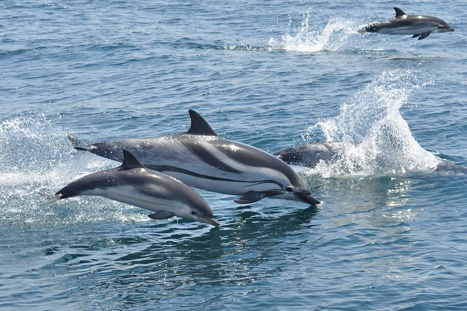Dolphin Watching in Gibraltar & Fast Track Priority Cable Car - Riding the Gibraltar Cable Car
