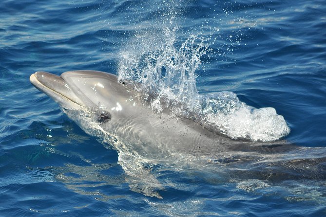 Dolphin Watching in Gibraltar & Fast Track Priority Cable Car - Who will enjoy this most?