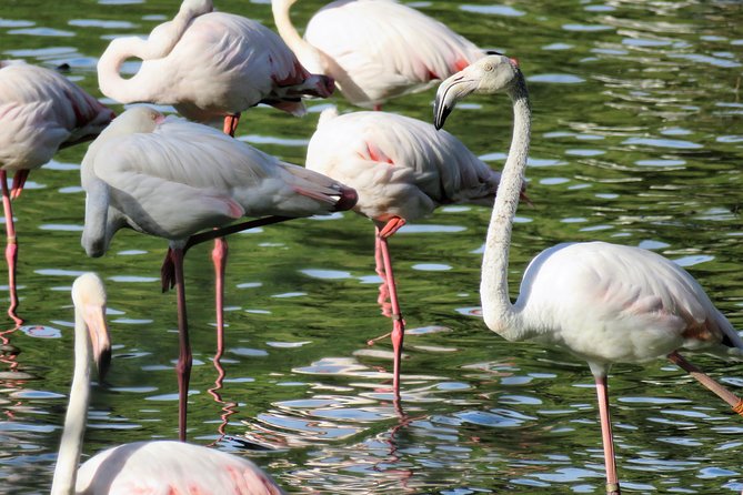 Donana National Park and El Rocío: Guided Tour from Seville - Quick facts about this Doñana day trip