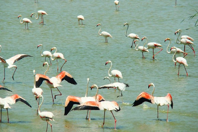Donana National Park: Guided Day Tour from Seville - At a glance