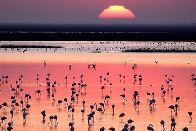 Donana National Park: Guided Day Tour from Seville - Leaving Seville for El Rocío