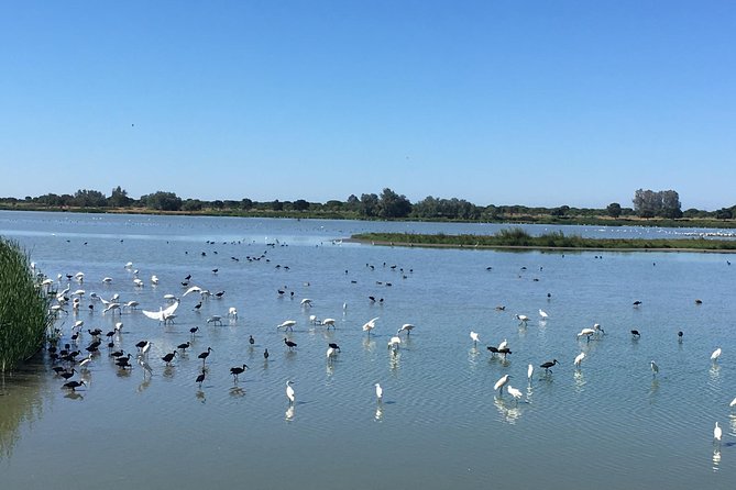 Donana National Park: Guided Day Tour from Seville - Matalascañas Beach brings a welcome change