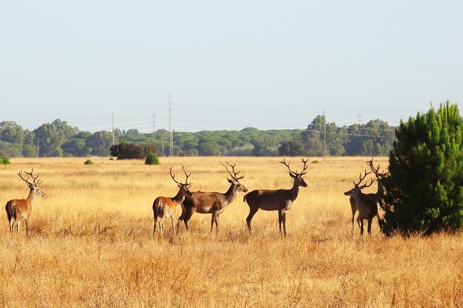 Donana National Park: Guided Day Tour from Seville - Food, breaks, and the long-day rhythm