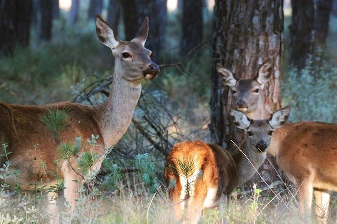 Donana National Park: Guided Day Tour from Seville - Three hours among Doñana’s wetlands and woods