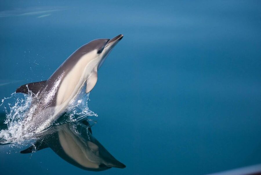Estepona: Dolphin Watching Sailboat Cruise with Drink - Meeting the Intrépido at Estepona Marina