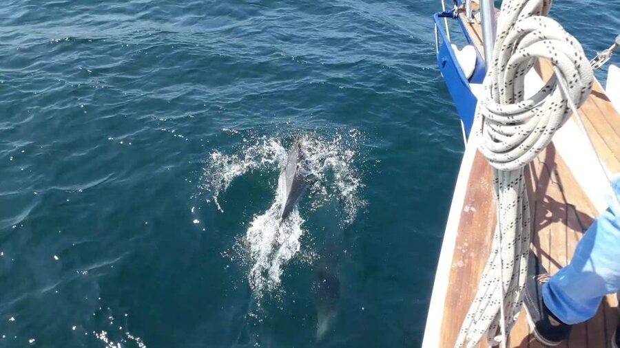 Estepona: Dolphin Watching Sailboat Cruise with Drink - The included drink and the easygoing atmosphere