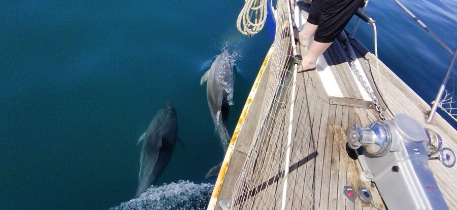 Estepona: Dolphin Watching Sailboat Cruise with Drink - Who will enjoy this Estepona cruise most?