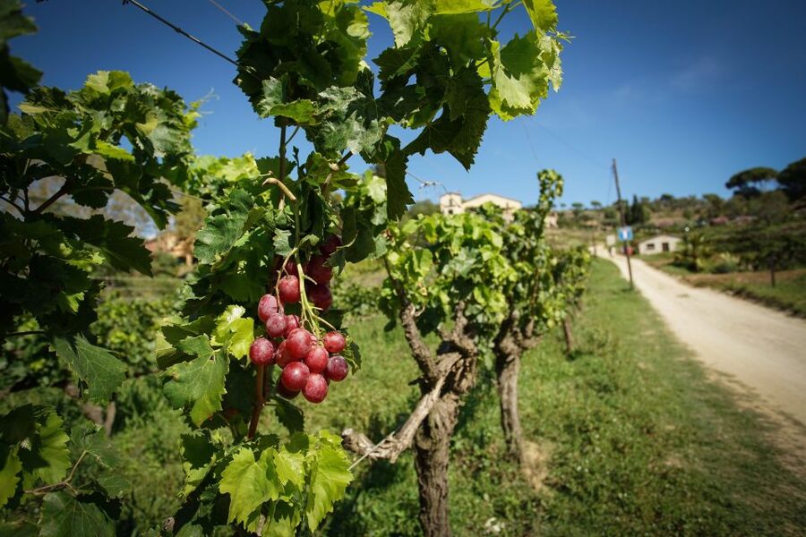 From Barcelona: E-Bike and Sailing Tour with Wine Tastings - Practical tips for a smoother day