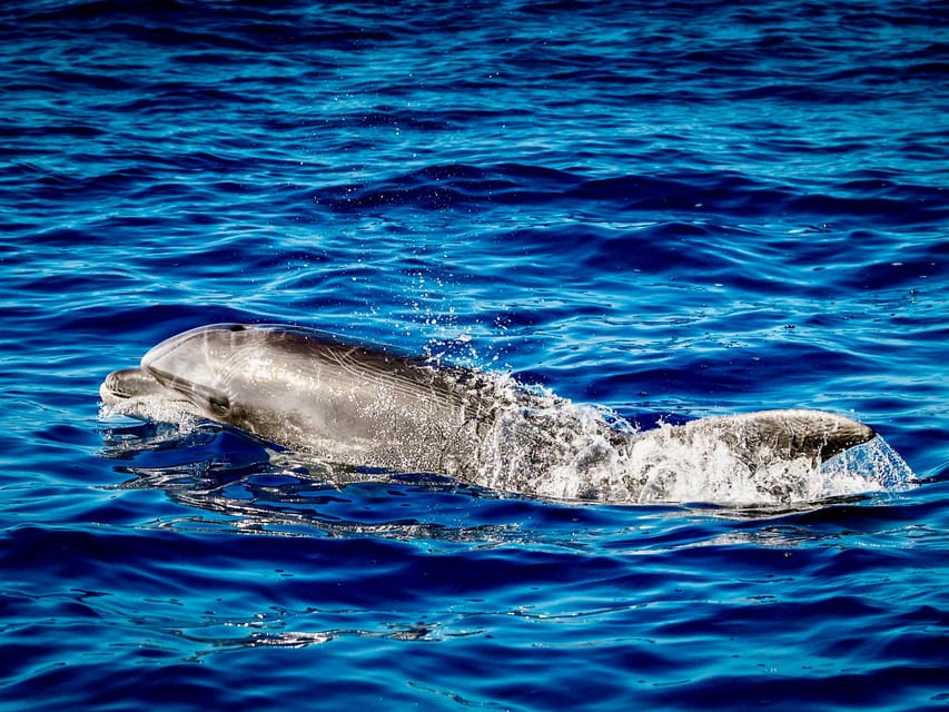 From Can Picafort: Dolphin Watching and Cave Boat Trip - What is included, and what you need to pack