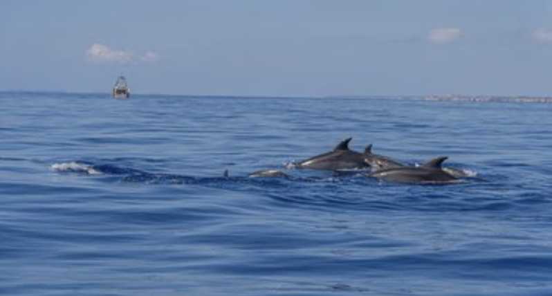 From Can Picafort: Dolphin Watching and Cave Boat Trip - Three hours on Mallorca’s wild north coast