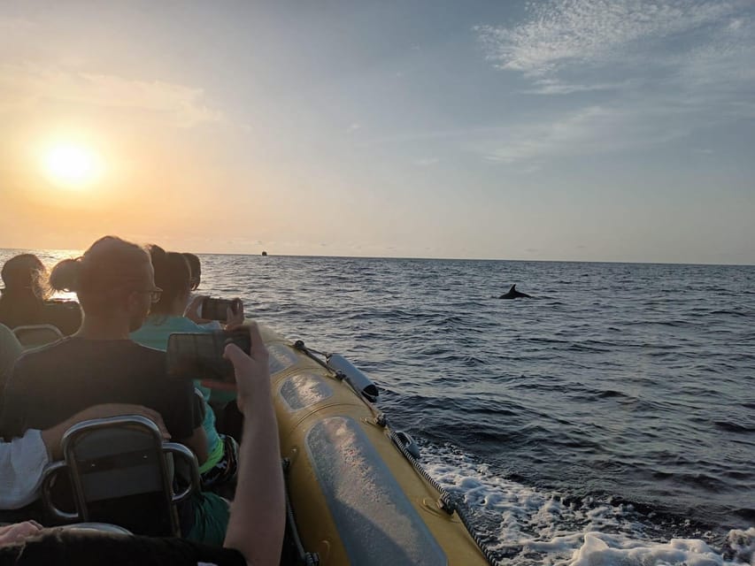 From Can Picafort: Dolphin Watching and Cave Boat Trip - Searching for dolphins near Formentor