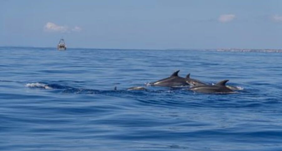 From Can Picafort: Dolphin Watching and Cave Boat Trip - Cabo de Formentor and the Tramuntana views