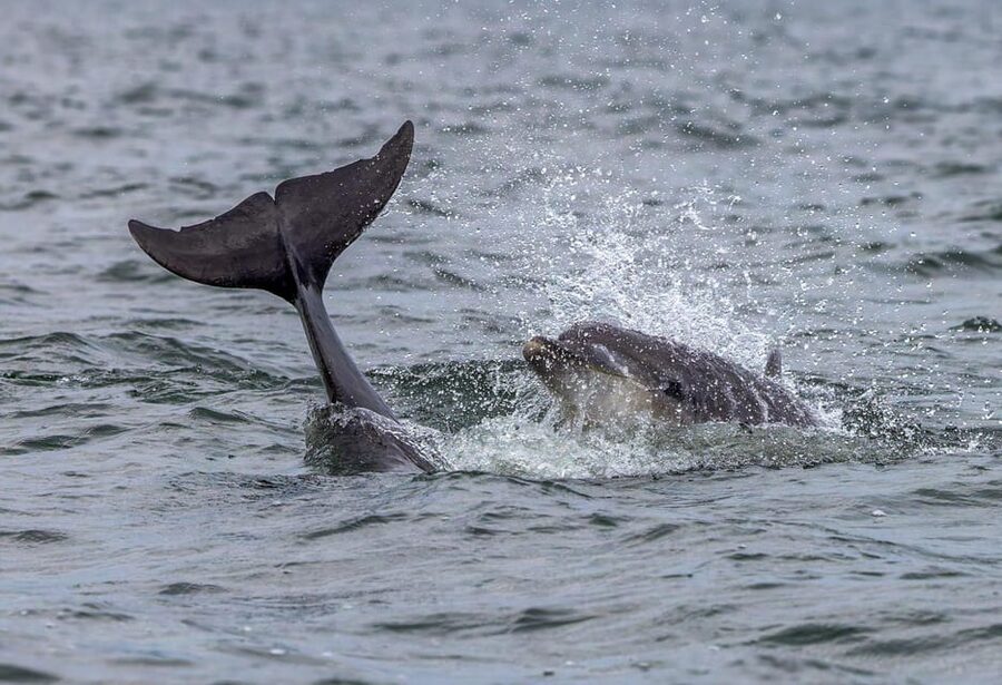 From Can Picafort: Dolphin Watching and Cave Boat Trip - Swimming at Es Coll Baix