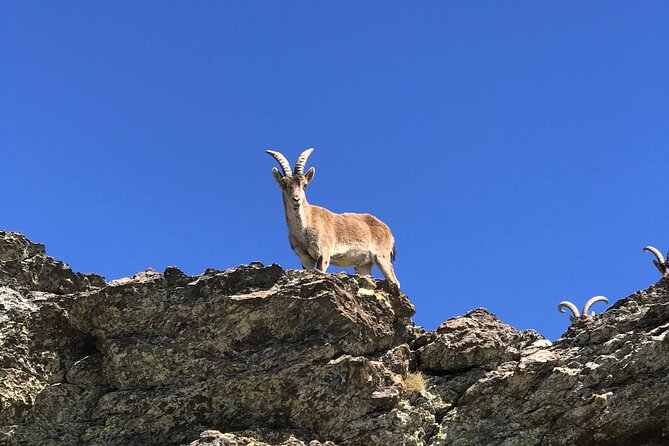From Granada: Sierra Nevada Safari tour up to 2500 meters high - Price, time, and overall value