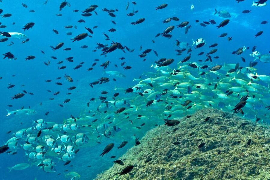 From L’Estartit: Snorkeling Trip to the Medes Islands - Who will enjoy this trip most?