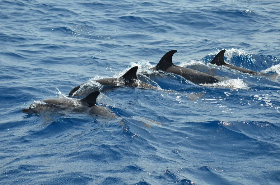 From Los Gigantes: Whale Watching Sailboat Cruise - Snorkeling beneath the Los Gigantes cliffs