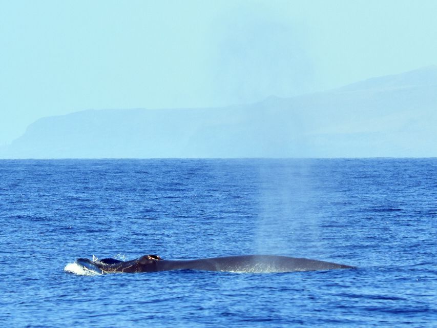 From Los Gigantes: Whale Watching Sailboat Cruise - Tapas, drinks, and a welcome finish