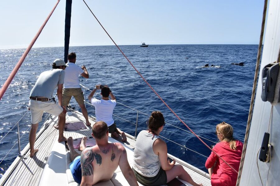 From Los Gigantes: Whale Watching Sailboat Cruise - What the $88 price includes