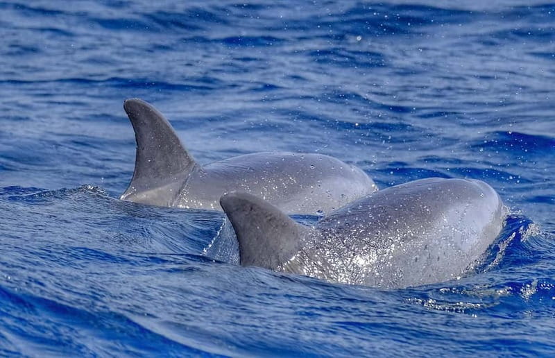 From Morro Jable: Dolphin and Whale Watching and Snorkelling - Quick points to know before booking